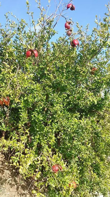 Appartement Sole E Fiori Di Sicilia à Valderice