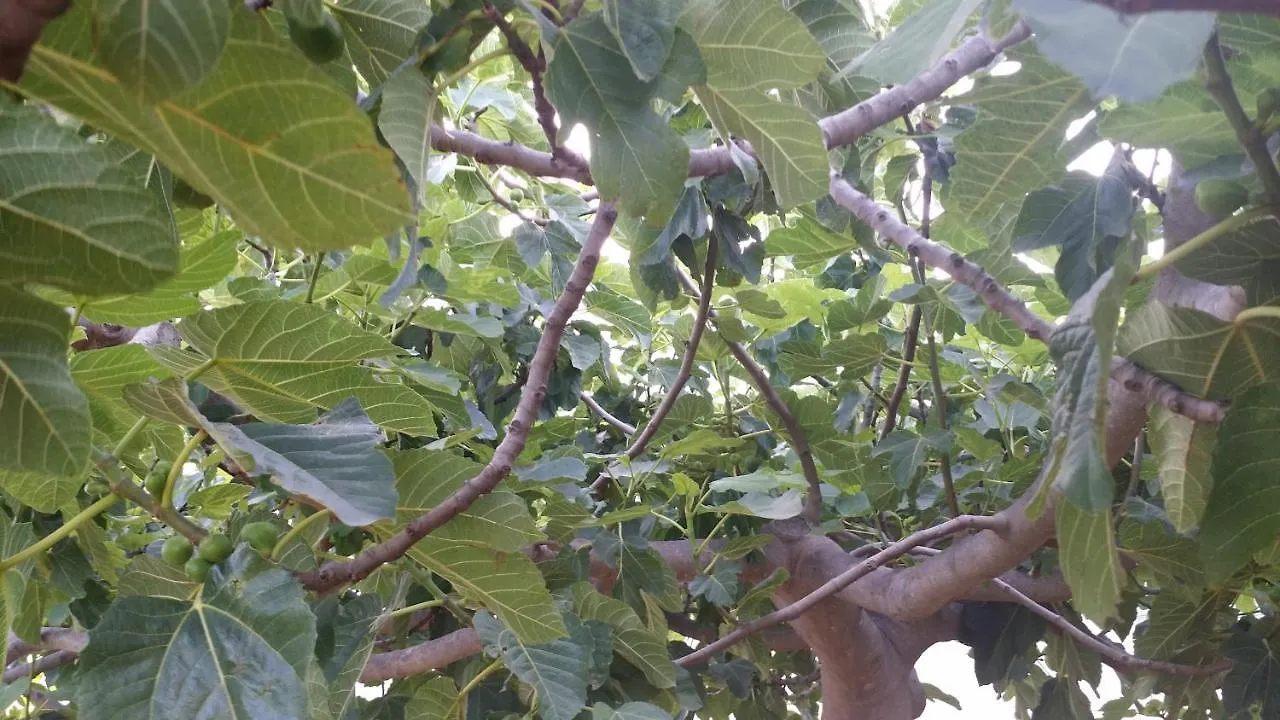 Apartmán Sole E Fiori Di Sicilia Valderice Itálie